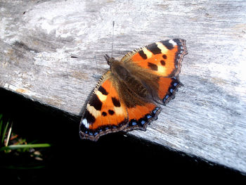 Close-up of butterfly on leaf