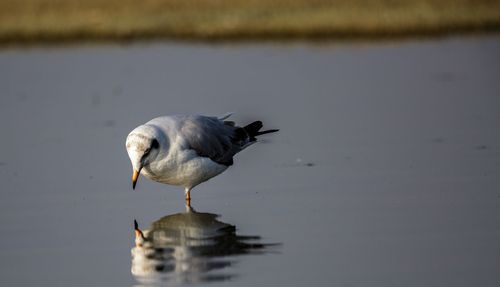 High angle view of seagull drinking water