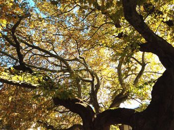 Low angle view of tree against sky during autumn