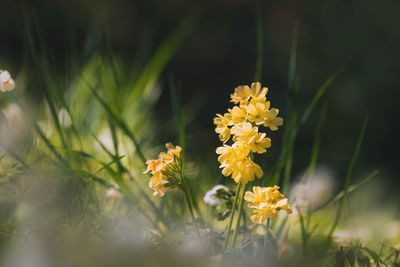 Close-up of yellow flowering plant on field