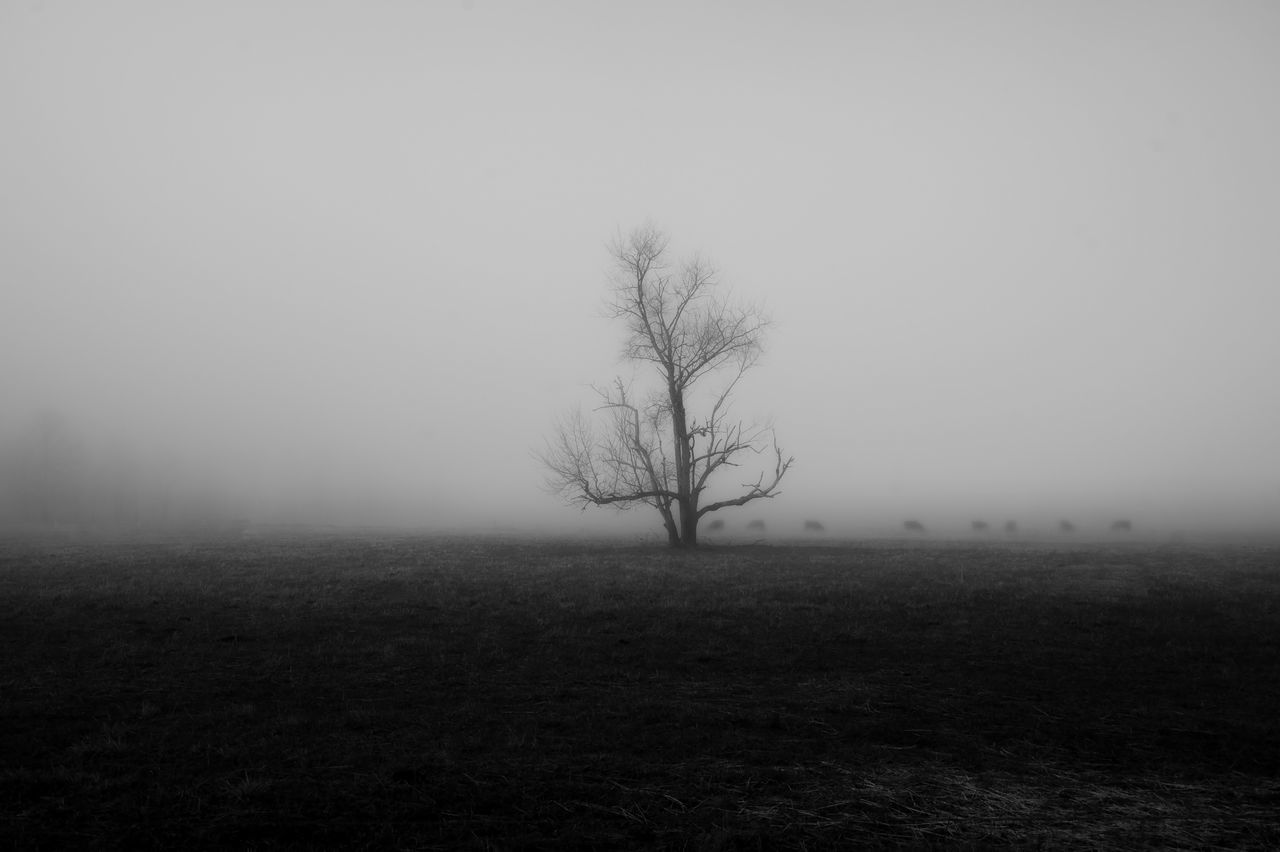 mist, fog, tree, plant, morning, environment, bare tree, tranquility, landscape, darkness, dawn, nature, land, sky, beauty in nature, black and white, haze, tranquil scene, no people, scenics - nature, horizon, monochrome, field, non-urban scene, outdoors, silhouette, grass, winter, spooky, monochrome photography, mystery, grey, copy space, solitude