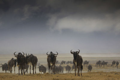 Deer standing on field against sky