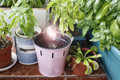 High angle view of potted plants on table