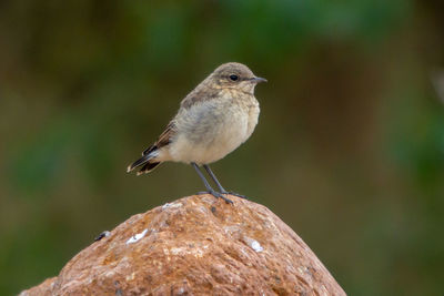 Close-up of bird perching on rock