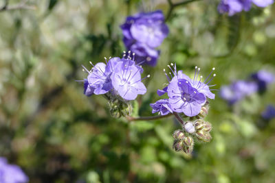 Close-up of purple flowers blooming outdoors