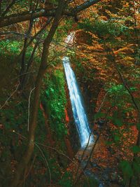 Scenic view of waterfall in forest