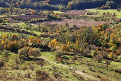 High angle view of trees on field