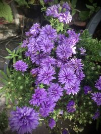 High angle view of purple flowering plants