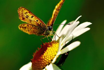 Close-up of butterfly pollinating on flower