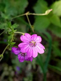 Close-up of pink flowers