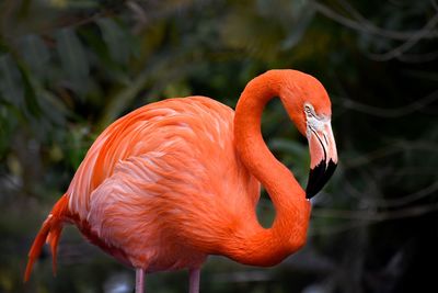 Close-up of a bird