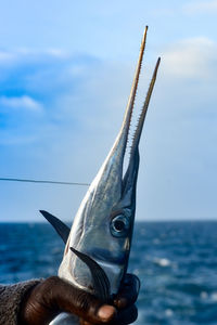 Close-up of hand holding swordfish by sea