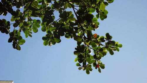 Low angle view of berries growing on tree against sky