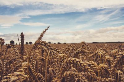 Cereal plants growing on agricultural field against sky