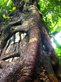 Close-up of lizard on tree trunk in forest