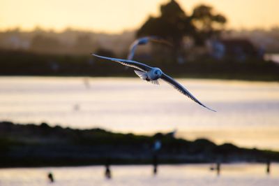 Close-up of bird flying against the sky