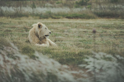 Lion relaxing on field