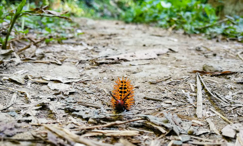 High angle view of butterfly on dry land