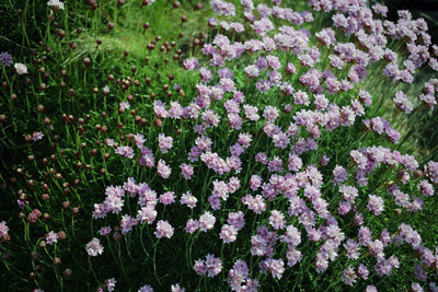 High angle view of purple flowering plant on field