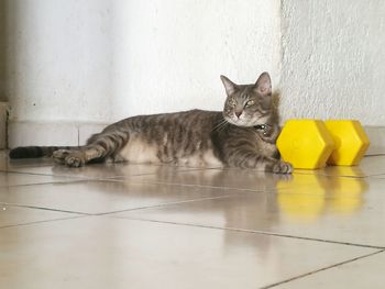 Cat on floor