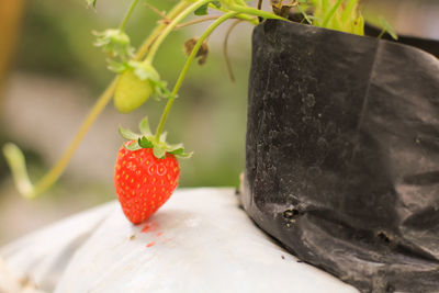 Close-up of strawberry on table