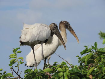 Low angle view of two wood storks against sky