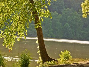 Reflection of trees in water