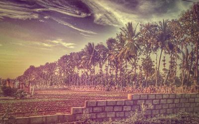 Palm trees against sky