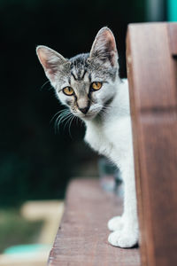 Portrait of cat sitting outdoors