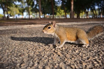 Squirrel on ground