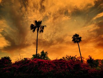 Low angle view of silhouette coconut palm trees against dramatic sky