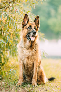 Close-up of dog running on field