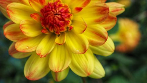 Close-up of dahlia