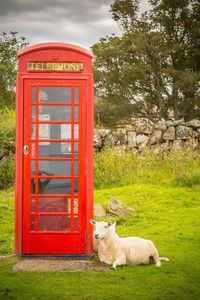 Sheep sitting by telephone booth on grass against sky