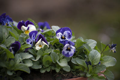 Close-up of purple flowering plants