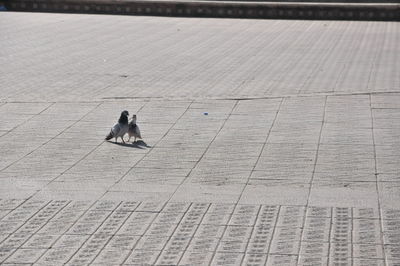 High angle view of dog walking on footpath
