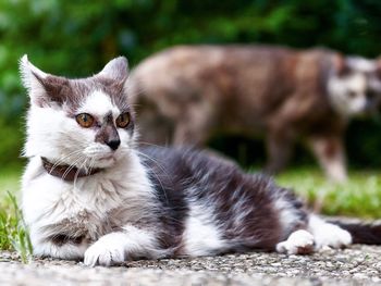 Portrait of cat sitting on grass