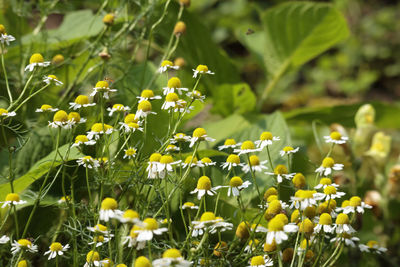 Close-up of yellow flowering plant on field