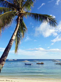 View of palm trees on beach