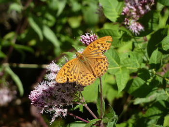 Close-up of butterfly on purple flower