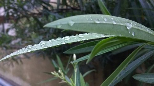 Close-up of plant