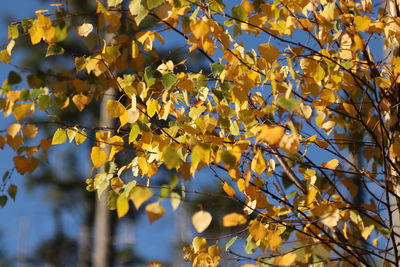 Low angle view of yellow flowering tree