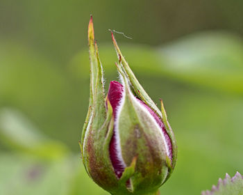 Close up of red roses bud