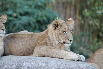 Close-up of a young lion ooking away