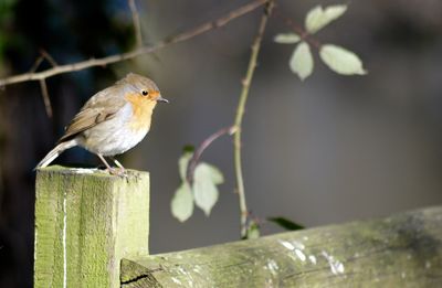 Close-up of robin bird perching on wooden fence