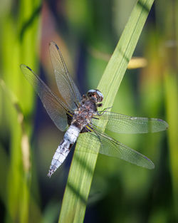 dragonflies and damseflies