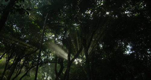 Low angle view of trees in forest