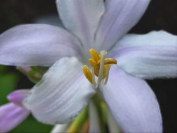 Close-up of white day lily blooming outdoors