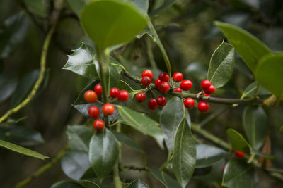 Close-up of red berries growing on tree