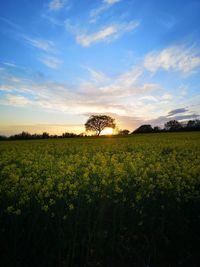 Scenic view of field against sky during sunset